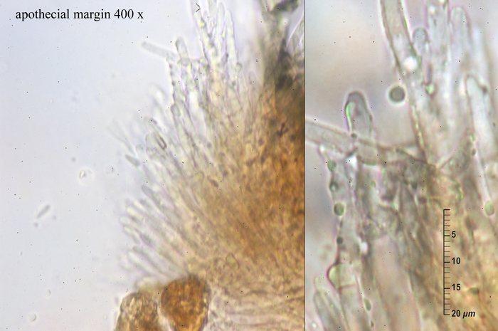 macrostoma