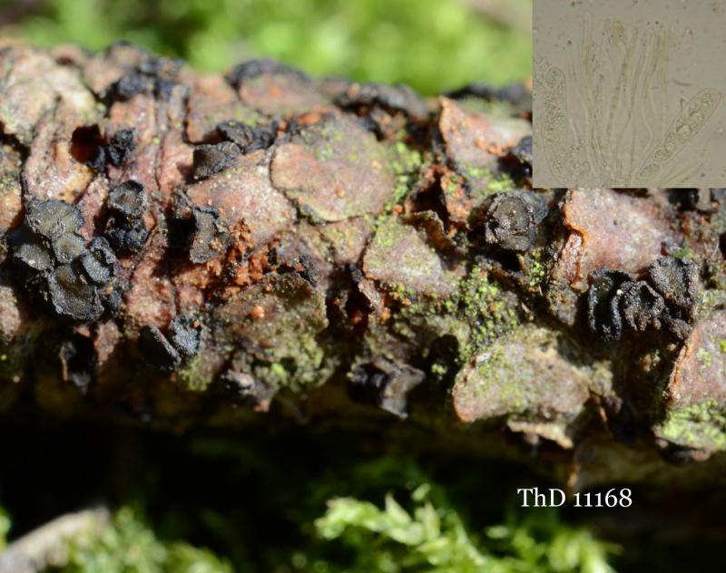 macrostoma