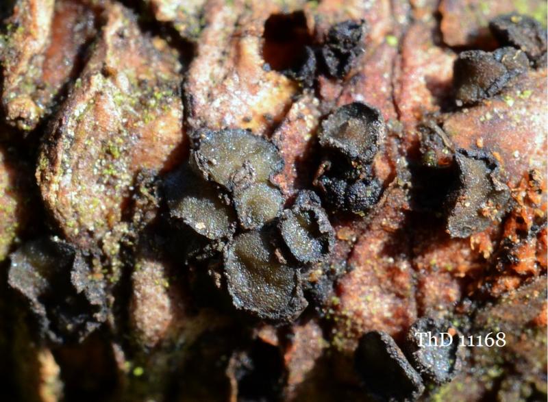 macrostoma