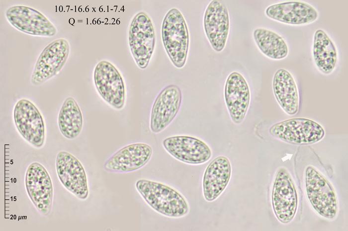 macrostoma