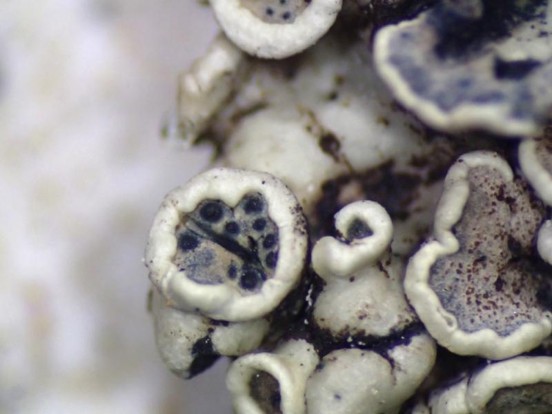 macrostoma