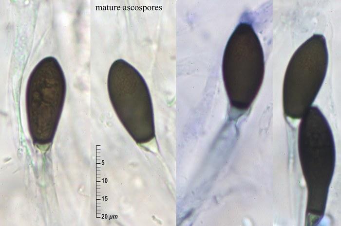 macrostoma