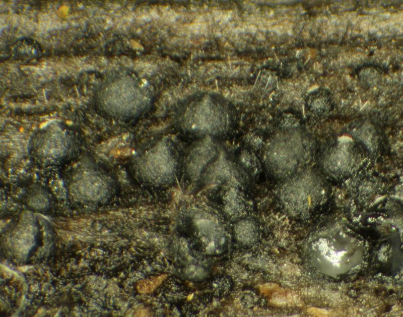 macrostoma