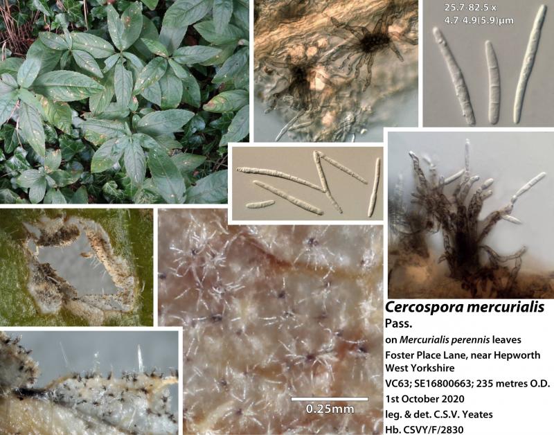 macrostoma