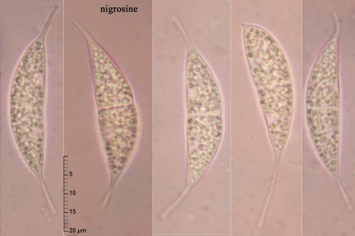 macrostoma