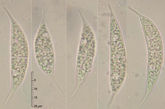 macrostoma