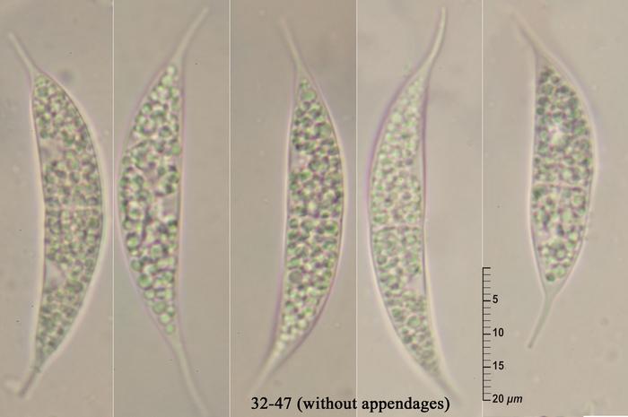 macrostoma