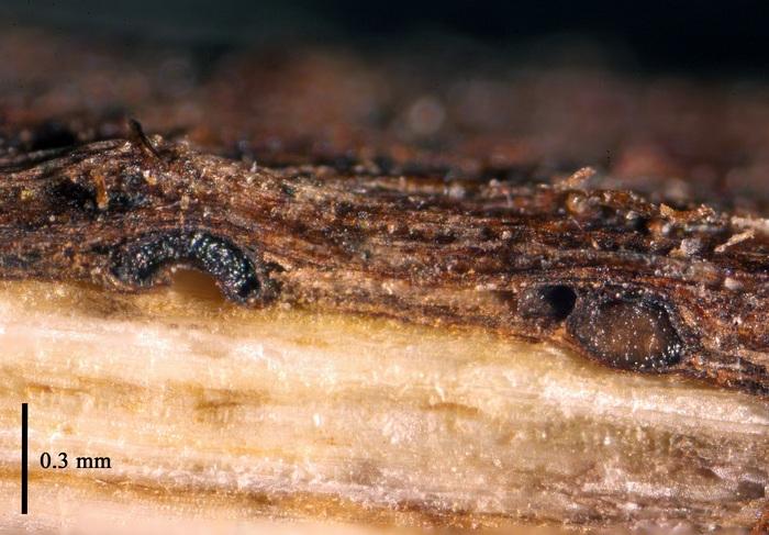 macrostoma
