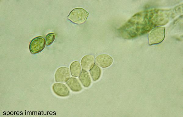 macrostoma