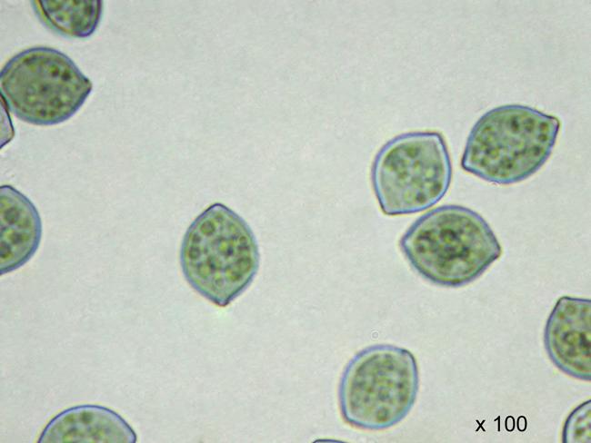 macrostoma