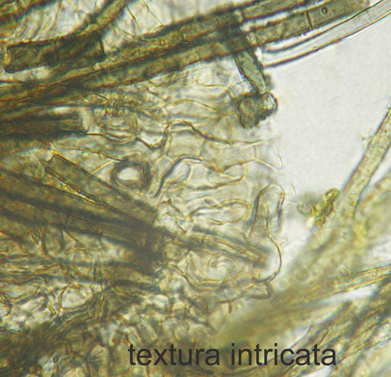 macrostoma