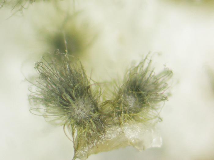 macrostoma