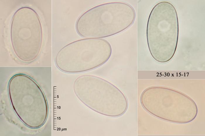 macrostoma