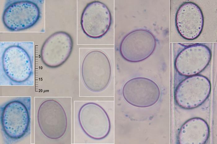 macrostoma