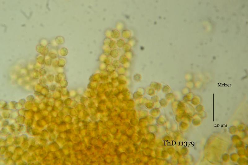 macrostoma