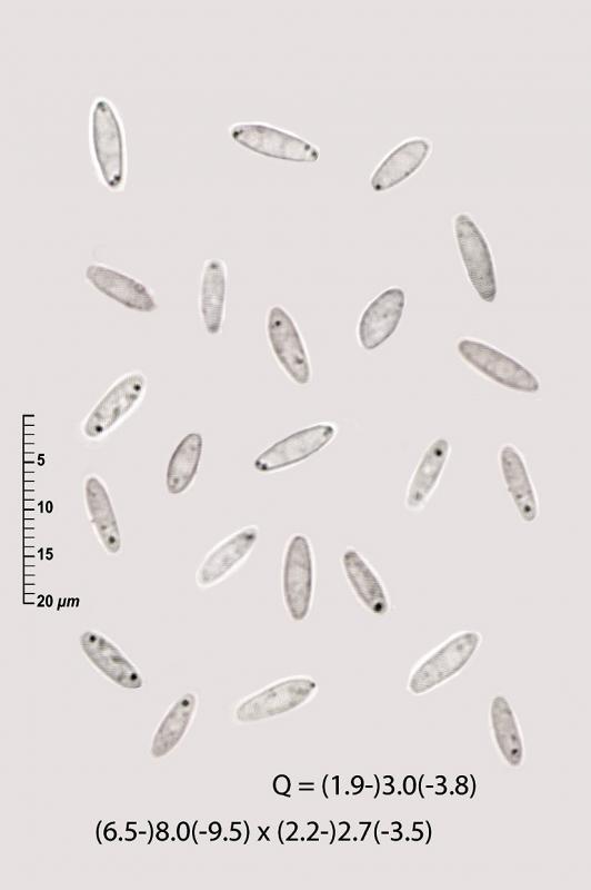 macrostoma