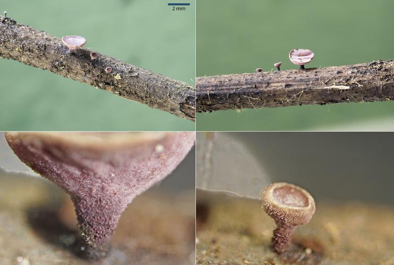 macrostoma