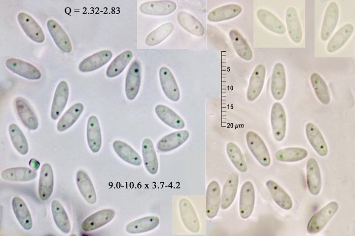 macrostoma