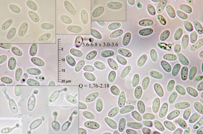 macrostoma