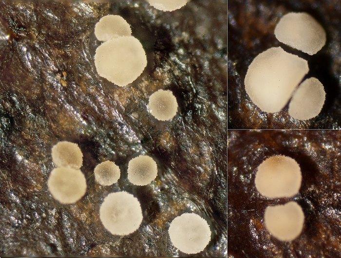 macrostoma
