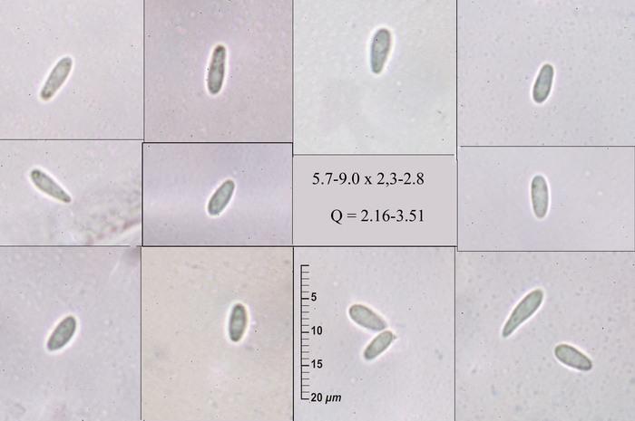 macrostoma
