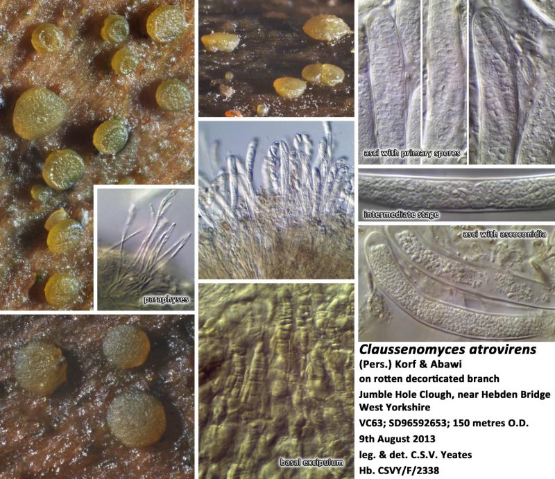 macrostoma