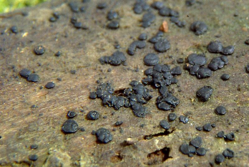 macrostoma