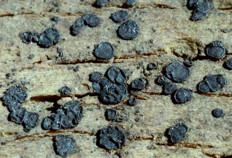 macrostoma