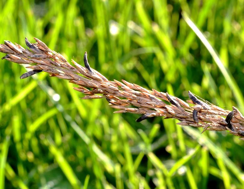macrostoma