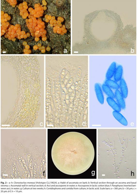 macrostoma