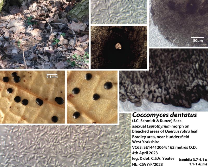 macrostoma