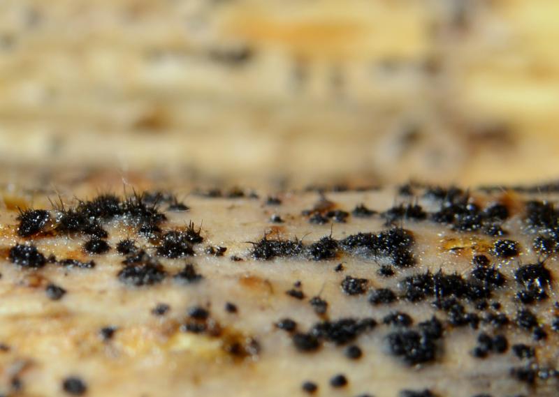 macrostoma