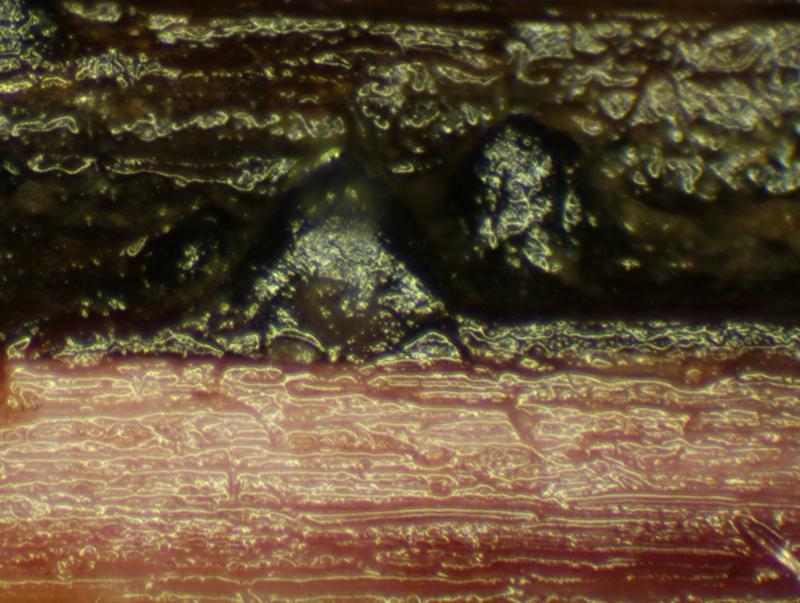 macrostoma