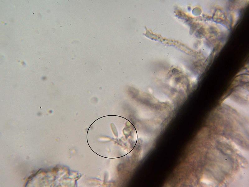 macrostoma