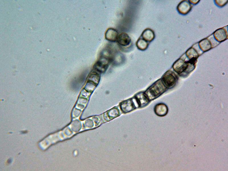 macrostoma