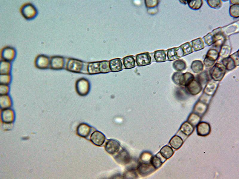 macrostoma