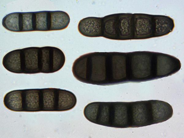 macrostoma