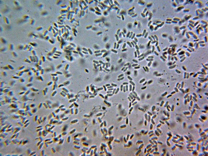 macrostoma