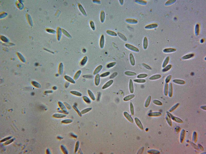 macrostoma