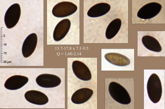 macrostoma