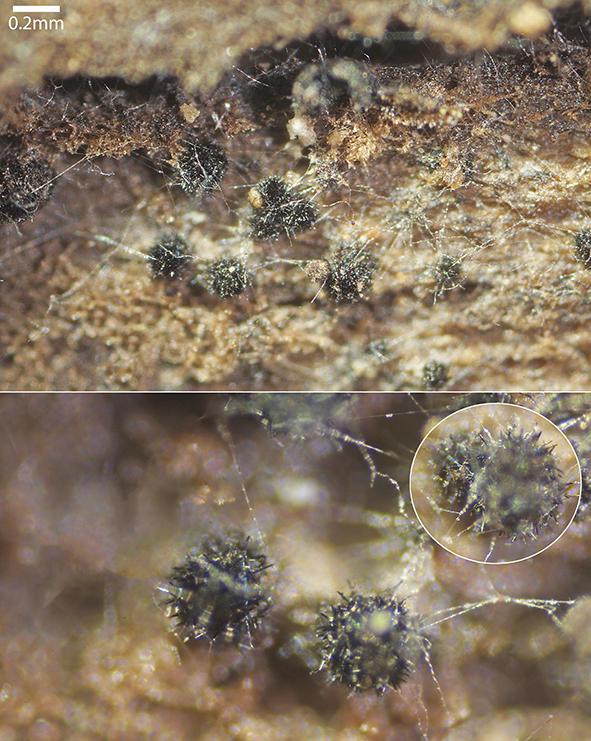 macrostoma