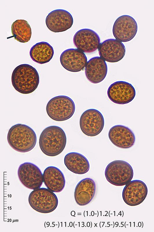 macrostoma