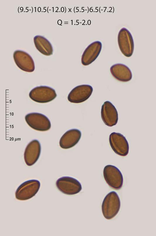 macrostoma