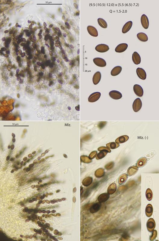 macrostoma