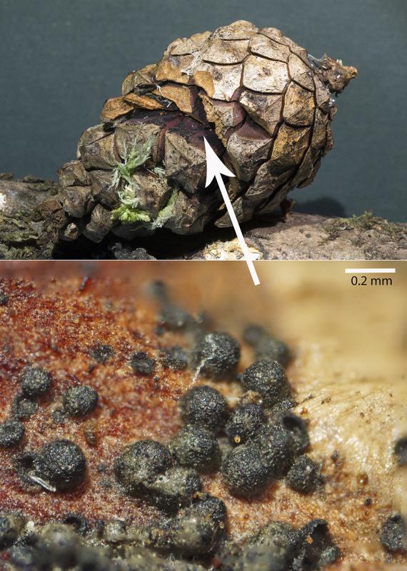 macrostoma