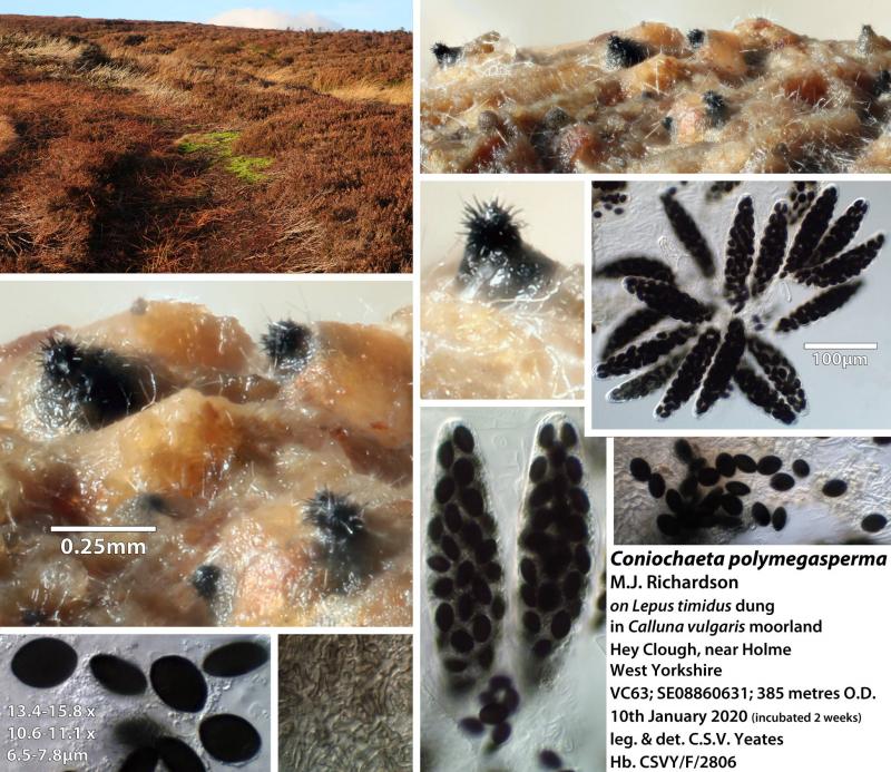 macrostoma
