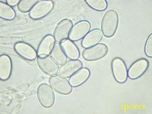 macrostoma