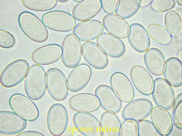 macrostoma