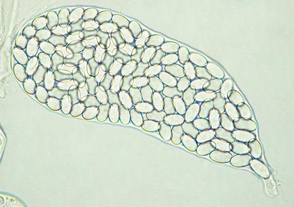 macrostoma