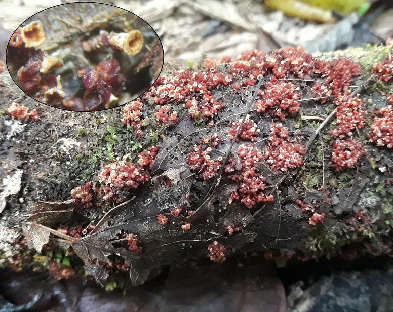 macrostoma